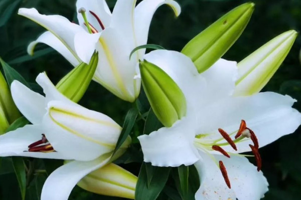 护士节送什么花