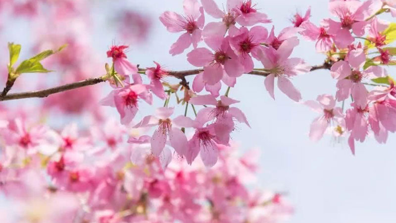 樱花的花语和寓意,象征了什么