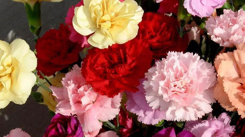 教师节送花送什么花