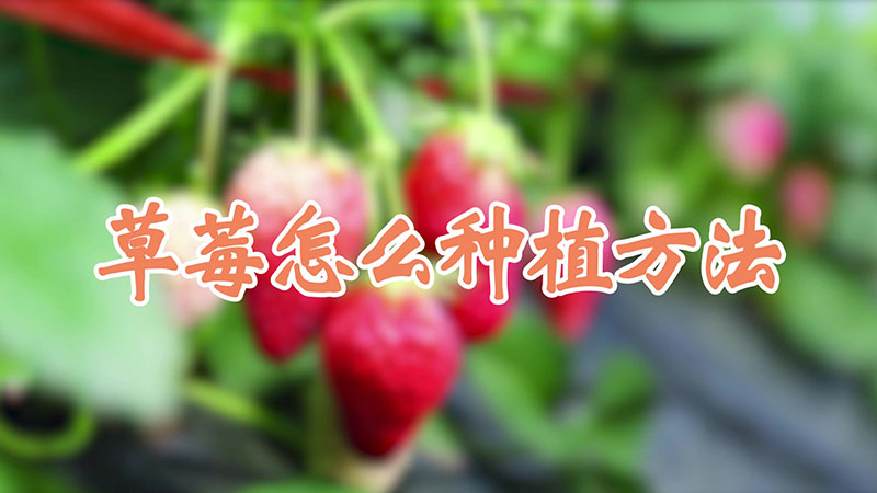 草莓怎么种植方法