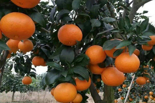 目前最高端的柑桔品种 目前最好的柑橘品种