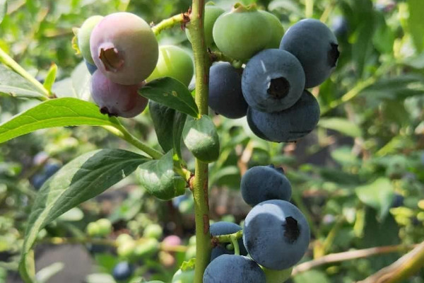最甜最早熟最大的蓝莓品种 蓝莓早熟品种介绍