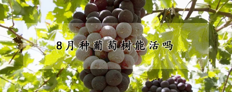 8月种葡萄树能活吗