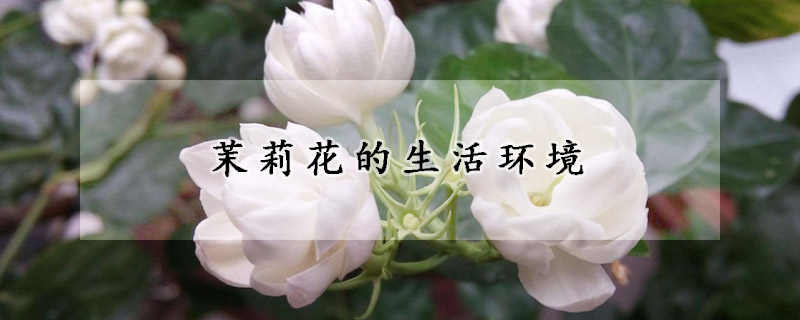 茉莉花的生活环境