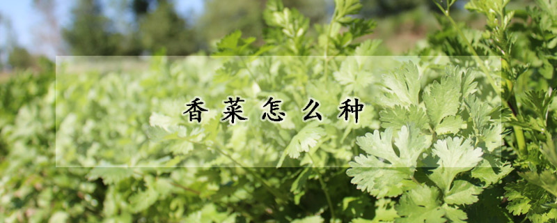 香菜怎么种