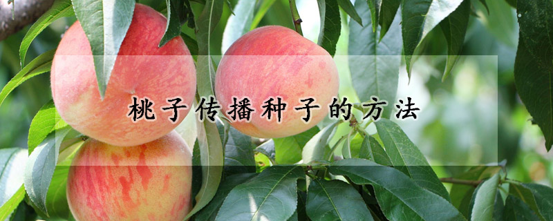 桃子传播种子的方法