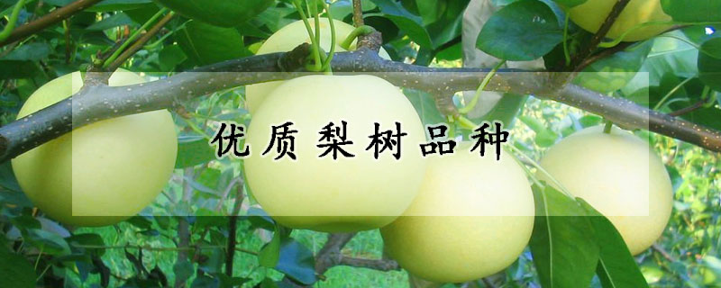 优质梨树品种