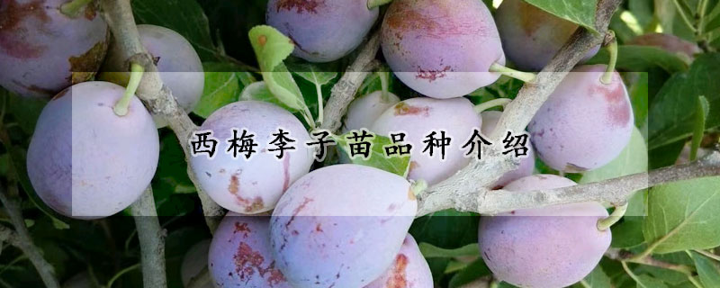 西梅李子苗品种介绍