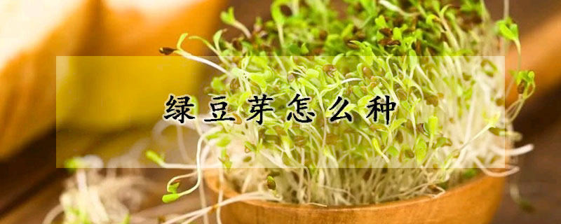 绿豆芽怎么种