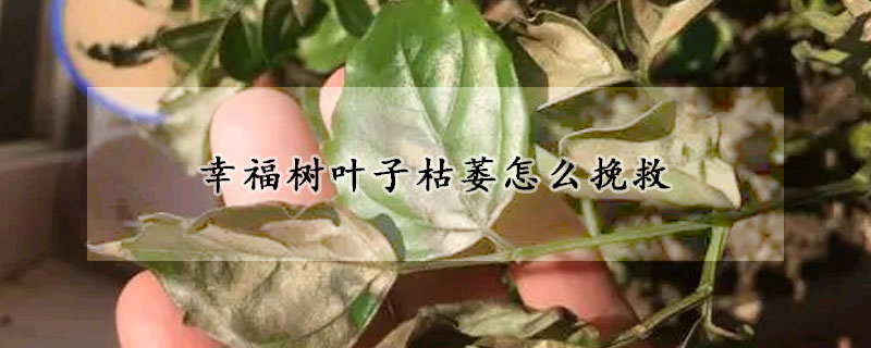 幸福树叶子枯萎怎么挽救