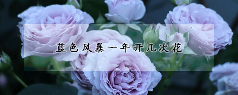 蓝色风暴一年开几次花