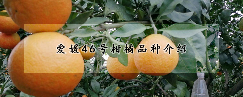 爱媛46号柑橘品种介绍