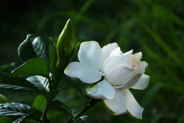 栀子花的花语和寓意,象征了什么