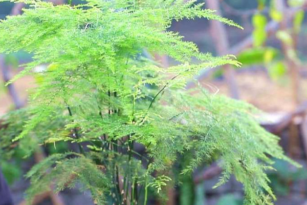 房间盆栽什么植物好