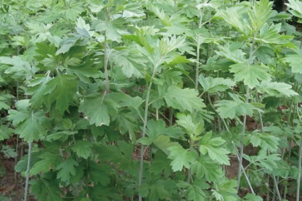 种什么花草可以驱蚊驱虫