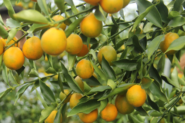 家里种什么植物风水好 室内适合养什么植物