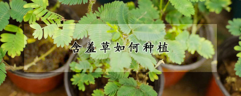 含羞草如何种植