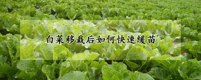 白菜移栽后如何快速缓苗