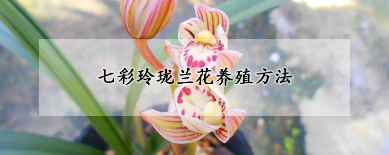 七彩玲珑兰花养殖方法