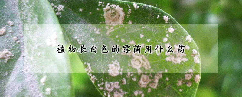 植物长白色的霉菌用什么药