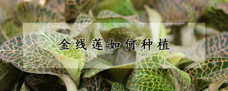 金线莲如何种植