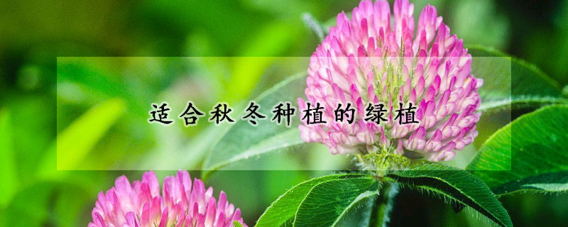 适合秋冬种植的绿植