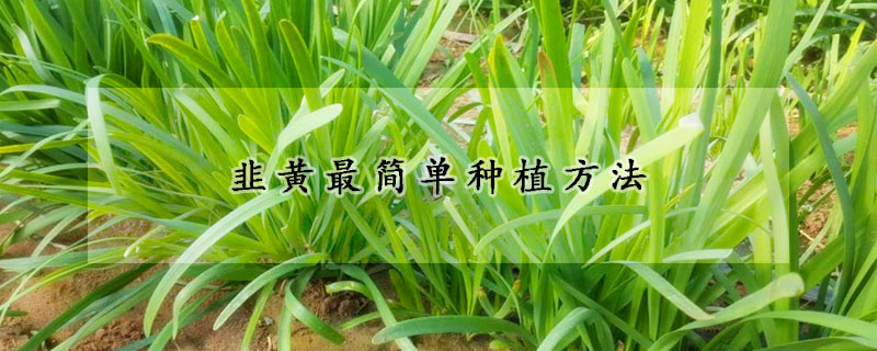 韭黄最简单种植方法