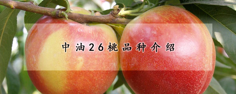 中油26桃品种介绍