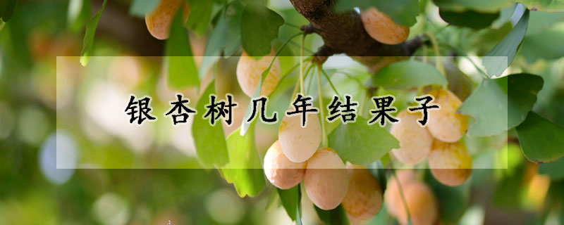 银杏树几年结果子