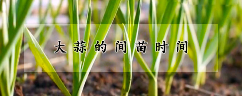 大蒜的间苗时间