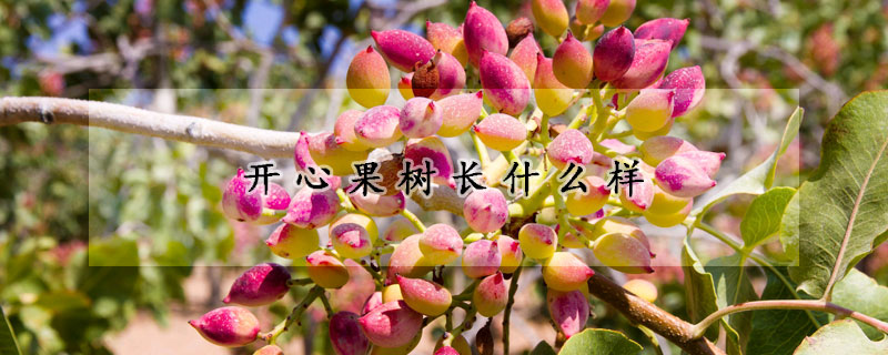 开心果树长什么样