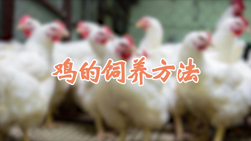 鸡的饲养方法