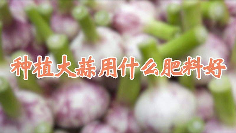 种植大蒜用什么肥料好