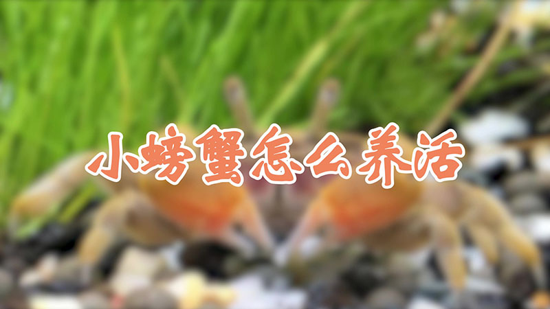 小螃蟹怎么养活
