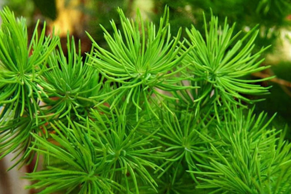 室内风水植物 室内摆放寓意好的植物