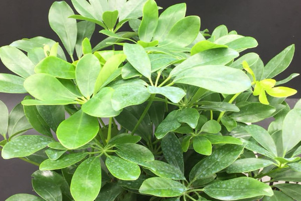 室内风水植物 室内摆放寓意好的植物