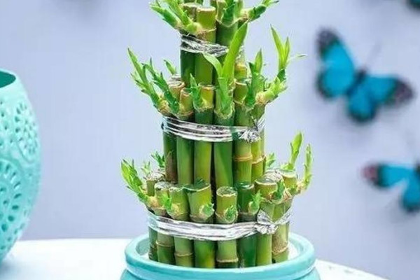 富贵竹水养多少支最吉利 水生富贵竹养几根最好
