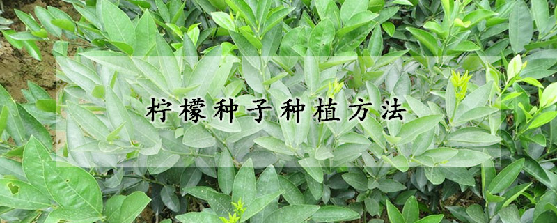 柠檬种子种植方法