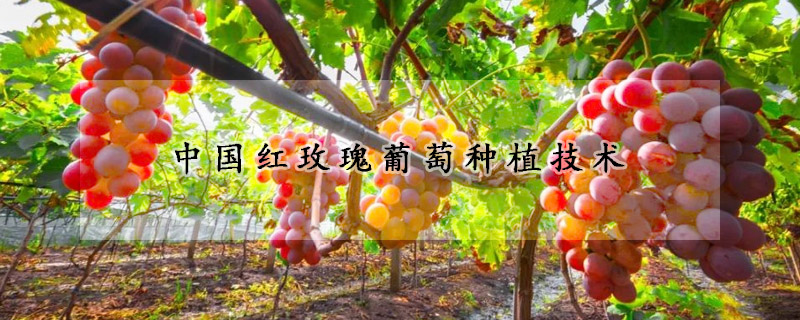中国红玫瑰葡萄种植技术