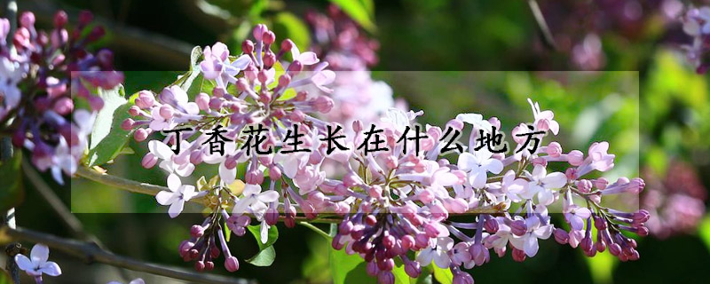 丁香花生长在什么地方