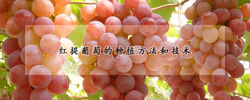 红提葡萄的种植方法和技术