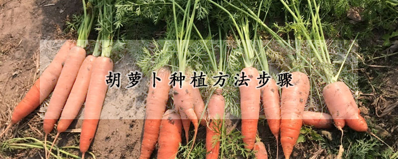 胡萝卜种植方法步骤