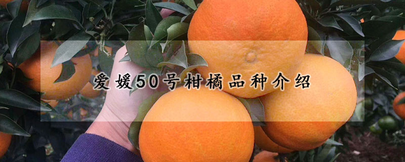 爱媛50号柑橘品种介绍