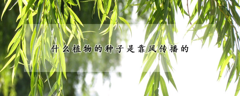 什么植物的种子是靠风传播的