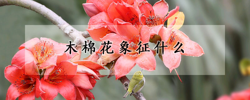 木棉花象征什么