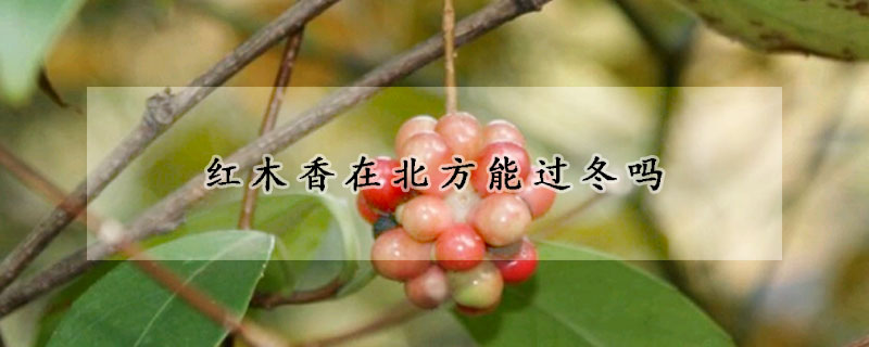 红木香在北方能过冬吗