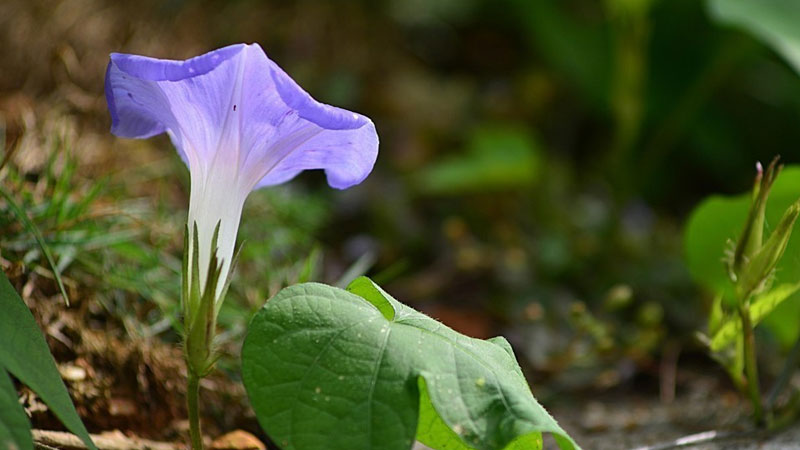 牵牛花简介