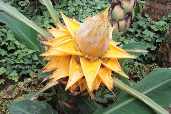 花期最长的是什么花 哪种花花期最长