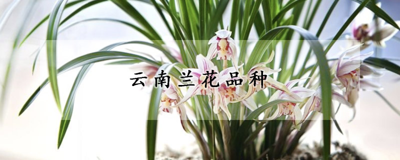 云南兰花品种