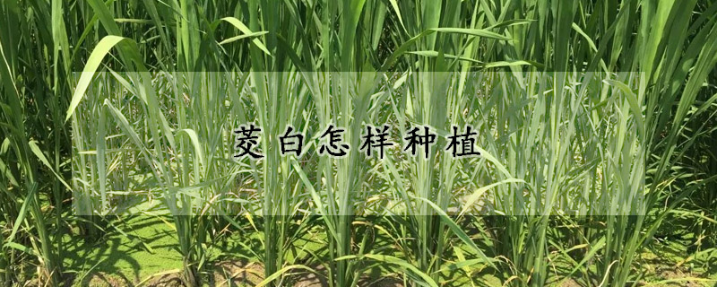 茭白怎样种植